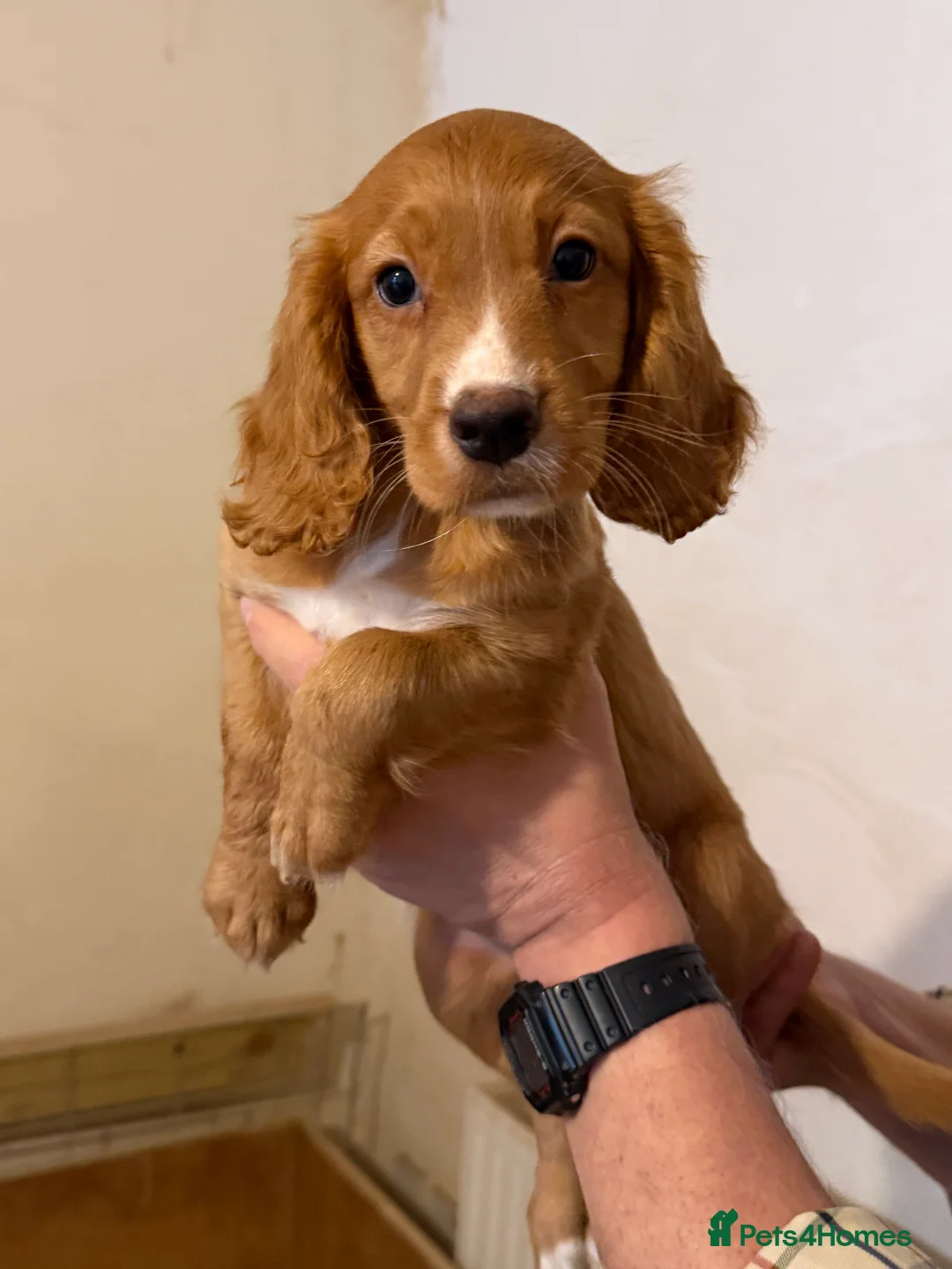 Cocker Spaniel dogs for sale: Working cocker spaniel puppies ready now! - Advert 13