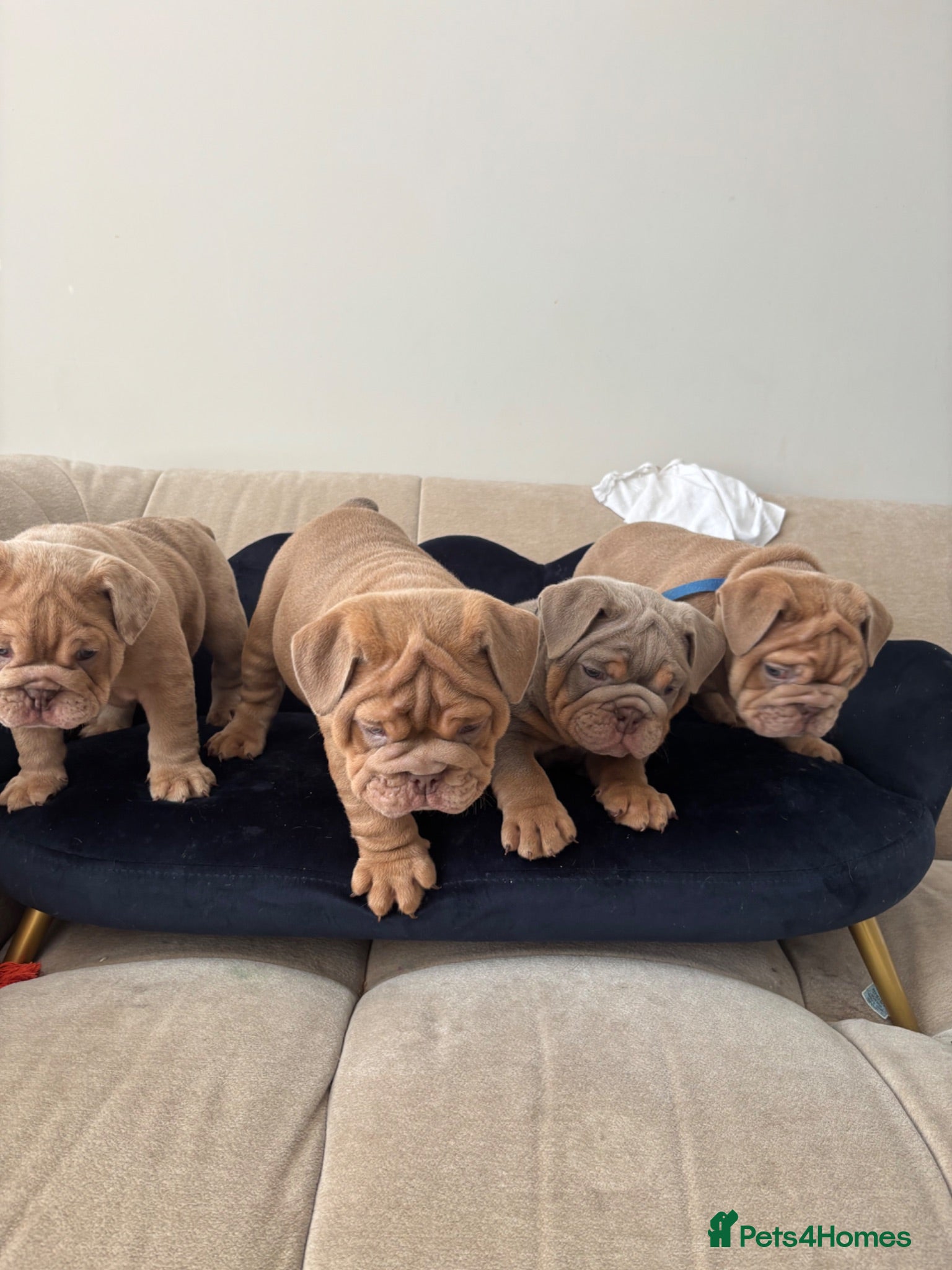 English Bulldog dogs Gorgeous English Bulldogs  - Advert 5