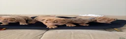 English Bulldog dogs for sale: Gorgeous English Bulldogs  - Advert 1
