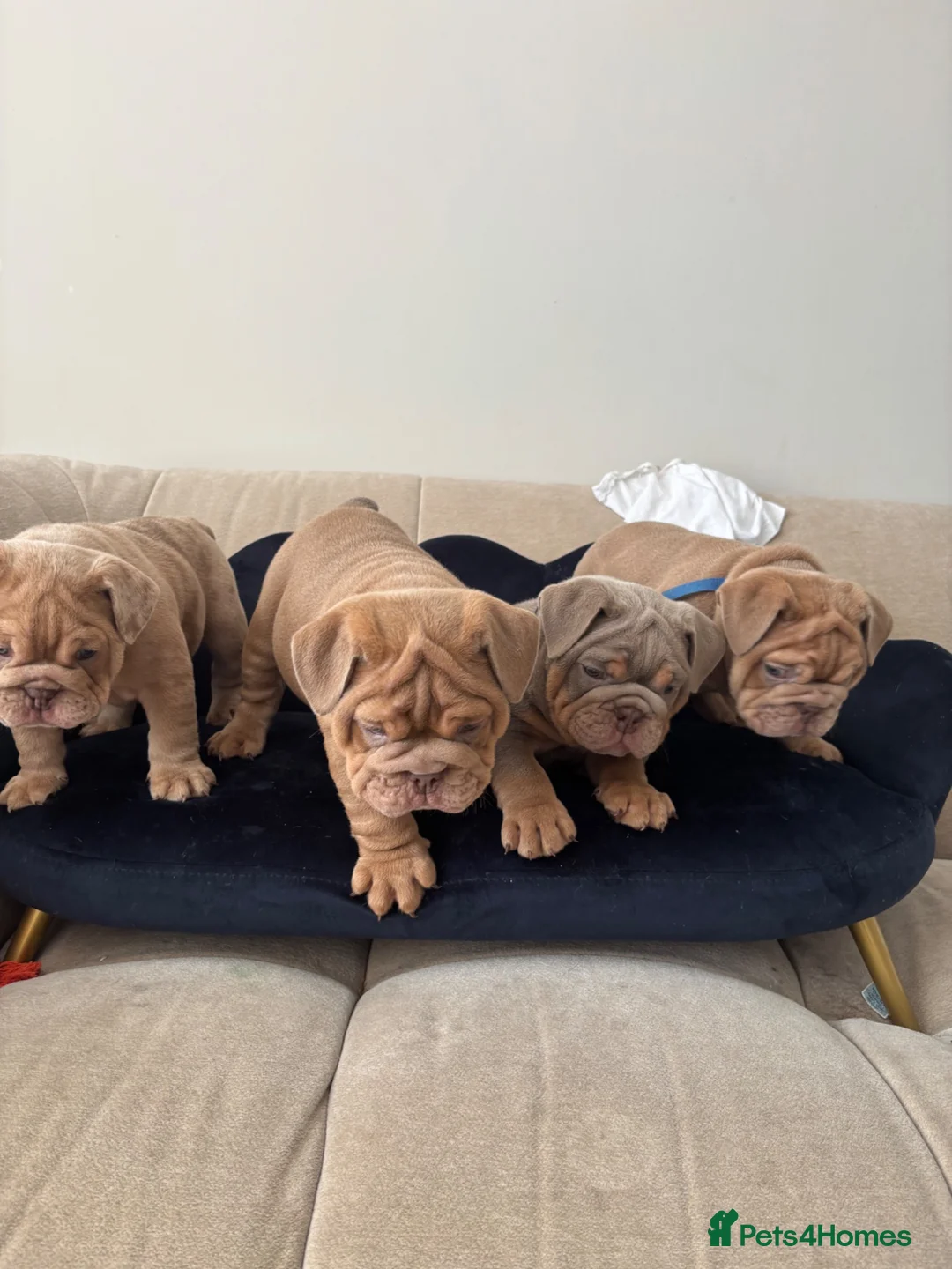 English Bulldog dogs for sale: Gorgeous English Bulldogs  - Advert 1