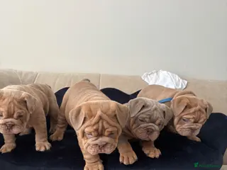 English Bulldog dogs Gorgeous English Bulldogs - Advert 5