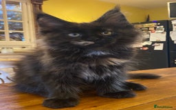 Maine Coon cats for sale: Beautiful Maine Coon Kitten - Champion Lines - Image 6