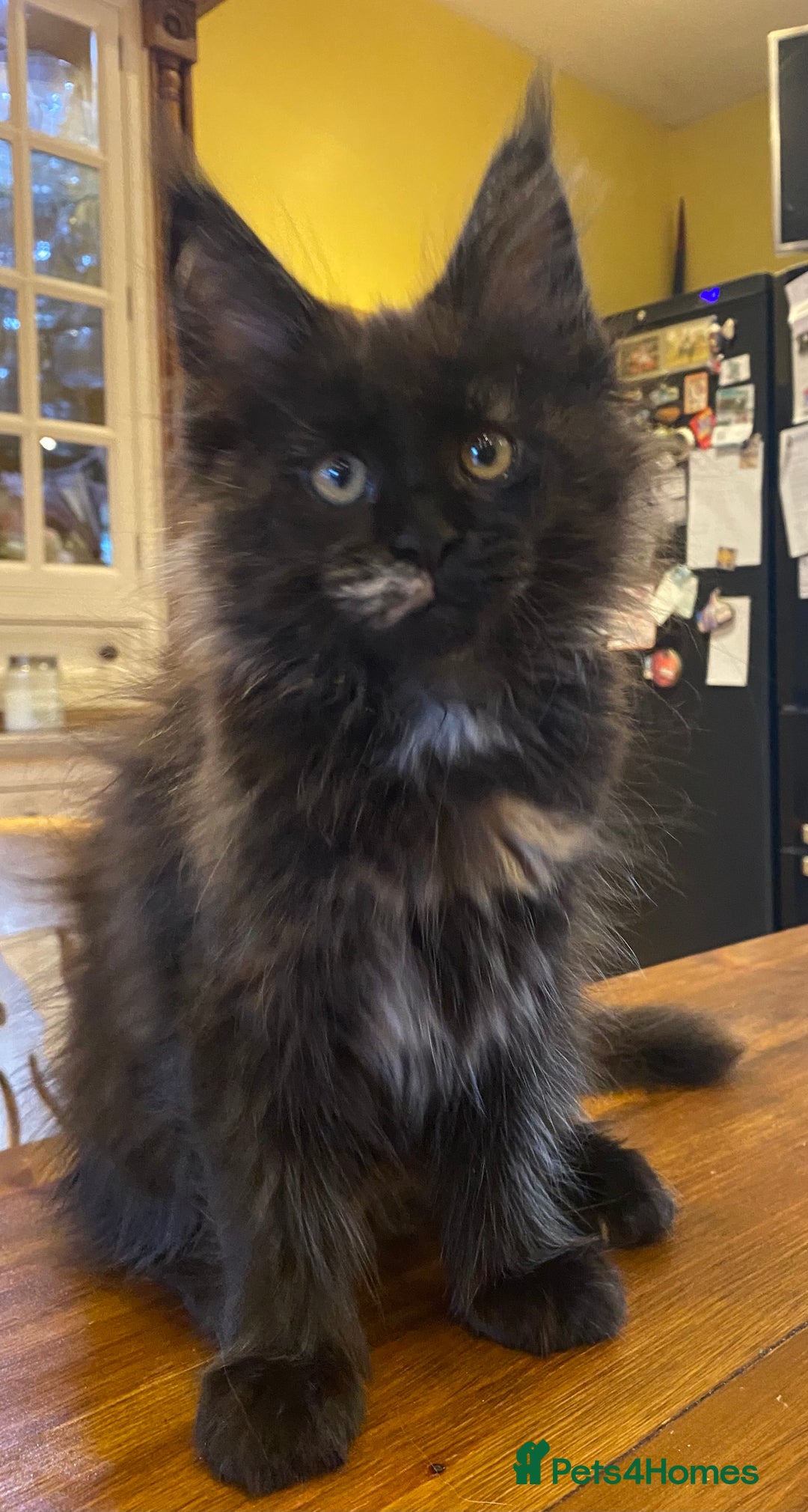Maine Coon cats for sale: Beautiful Maine Coon Kitten - Champion Lines - Image 6