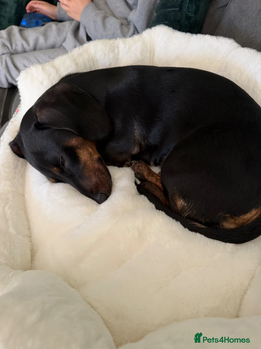 Miniature Dachshund dogs for sale: Miniature Dachshund  in Norwich - Advert 2