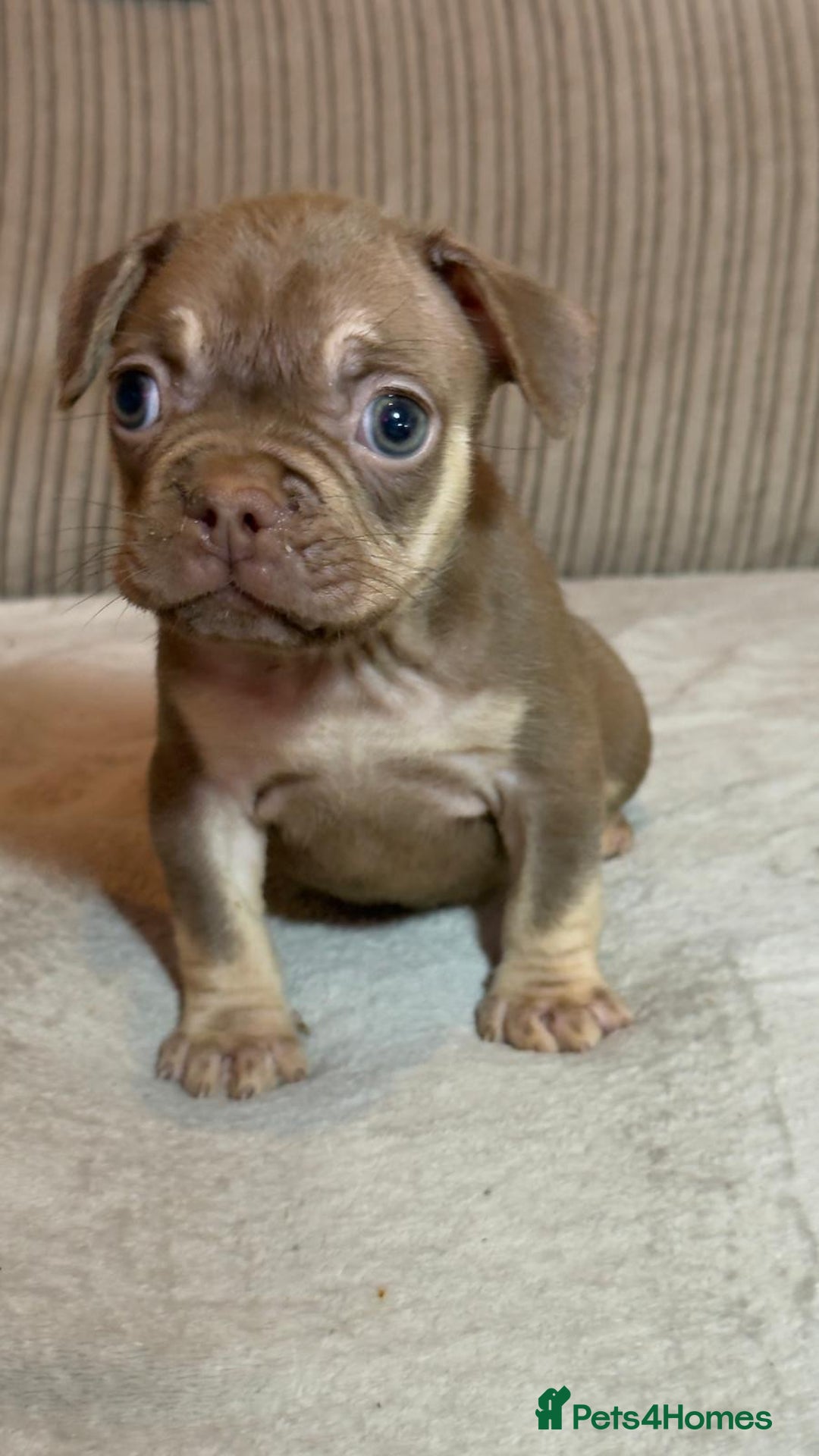 French Bulldog dogs for sale: Beautiful French bulldog Puppies 💪🏽 - Advert 3