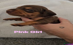 Miniature Dachshund dogs for sale: 4 week old Miniature Dachshunds - Image 30