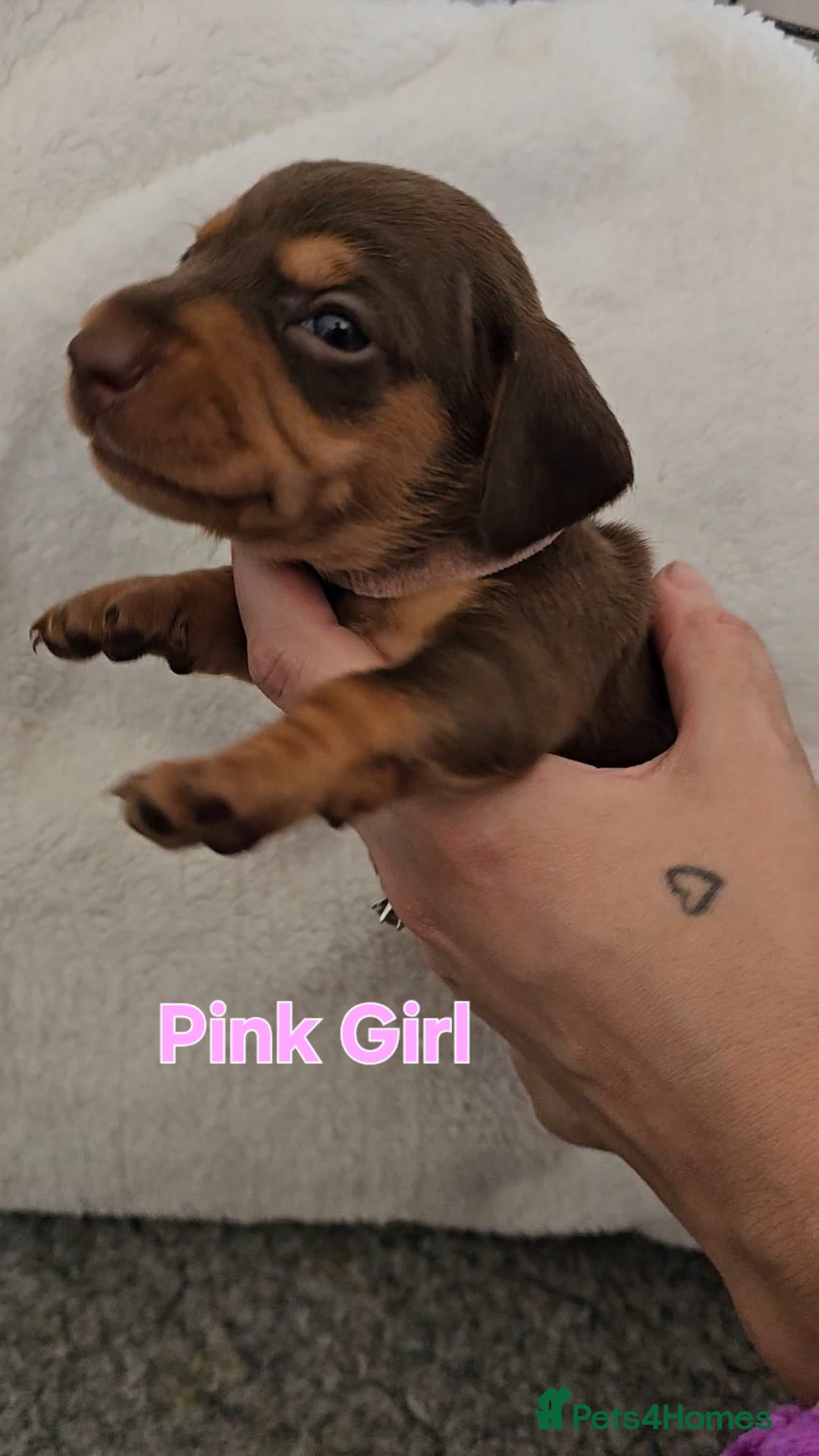 Miniature Dachshund dogs for sale: 4 week old Miniature Dachshunds - Image 30