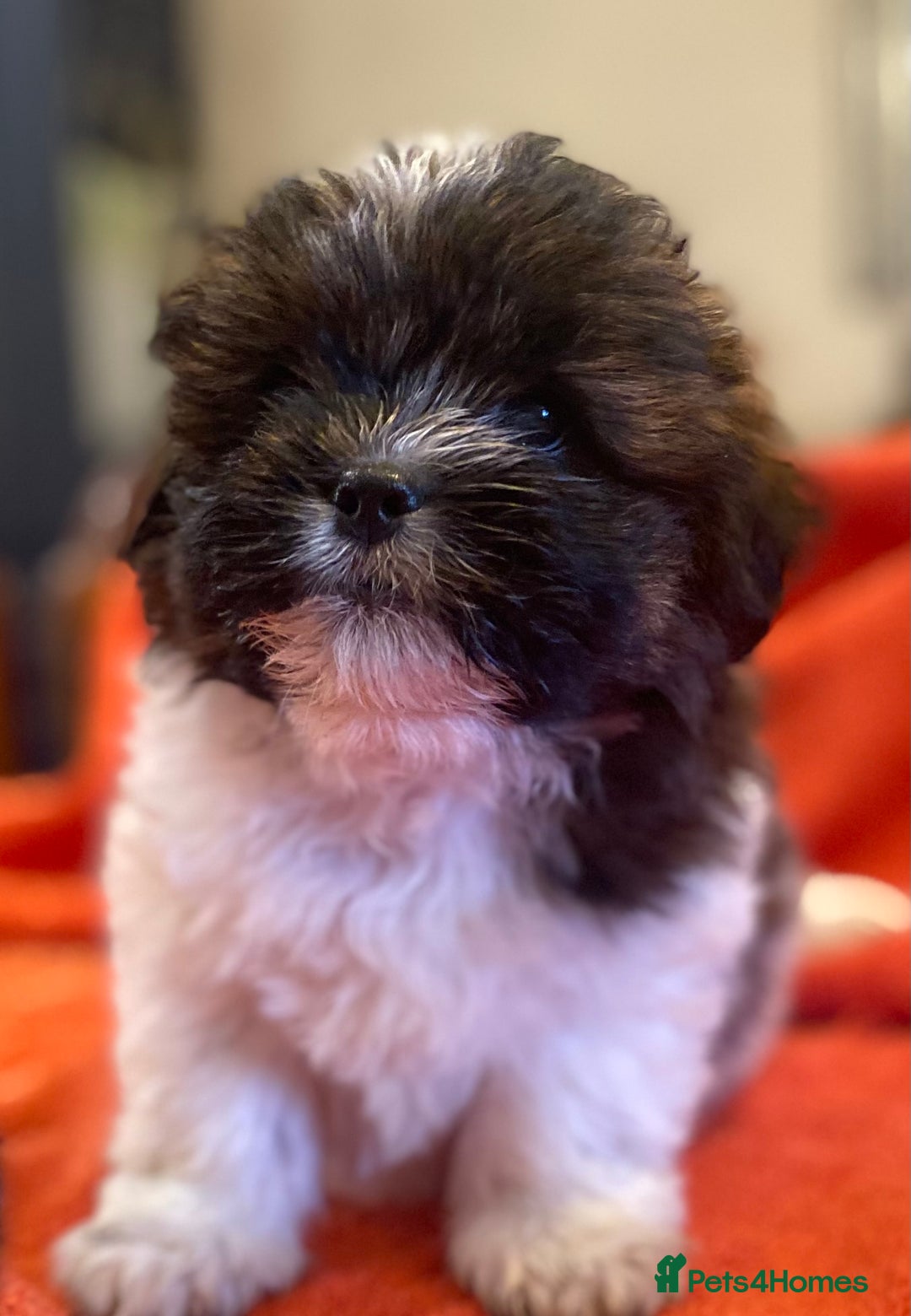 Shihpoo dogs for sale: ADORABLE SHIPOO PUPPIES - Advert 10