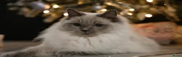 Ragdoll cats for sale: GCCF Ragdoll kittens. Lynx, Blue point. in Basingstoke - Advert 20