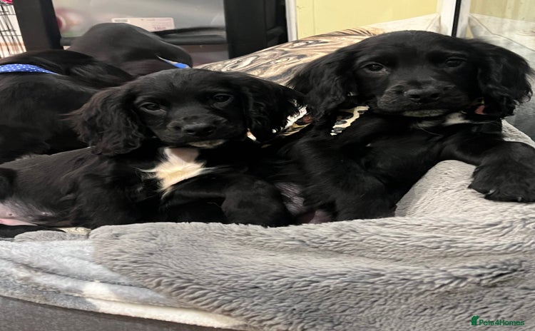 Cocker Spaniel dogs - Advert 6