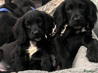 Cocker Spaniel dogs - Advert 2