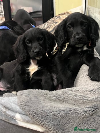 Cocker Spaniel dogs - Advert 1