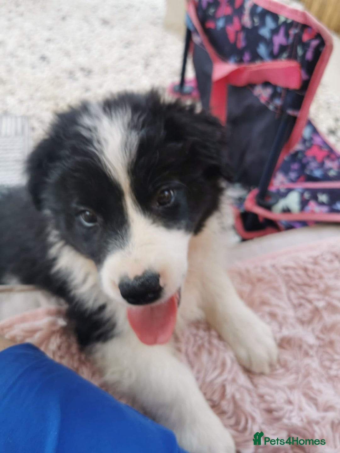 Border Collie dogs for sale: Dylan /Dill - ONLY 4 LEFT International Champion blood line - Image 19
