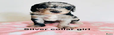 Cockapoo 12 - silver collar girl