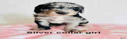 Cockapoo dogs for sale: Stunningly unique health/DNA tested Cockapoos  - Advert 29