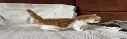 Ragdoll cats for sale: Beautiful main coon x ragdoll kittens  in Daventry - Advert 27