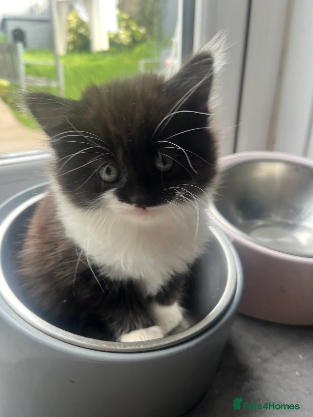 Mixed Breed cats for sale: Mixed Persian kittens  - Advert 2