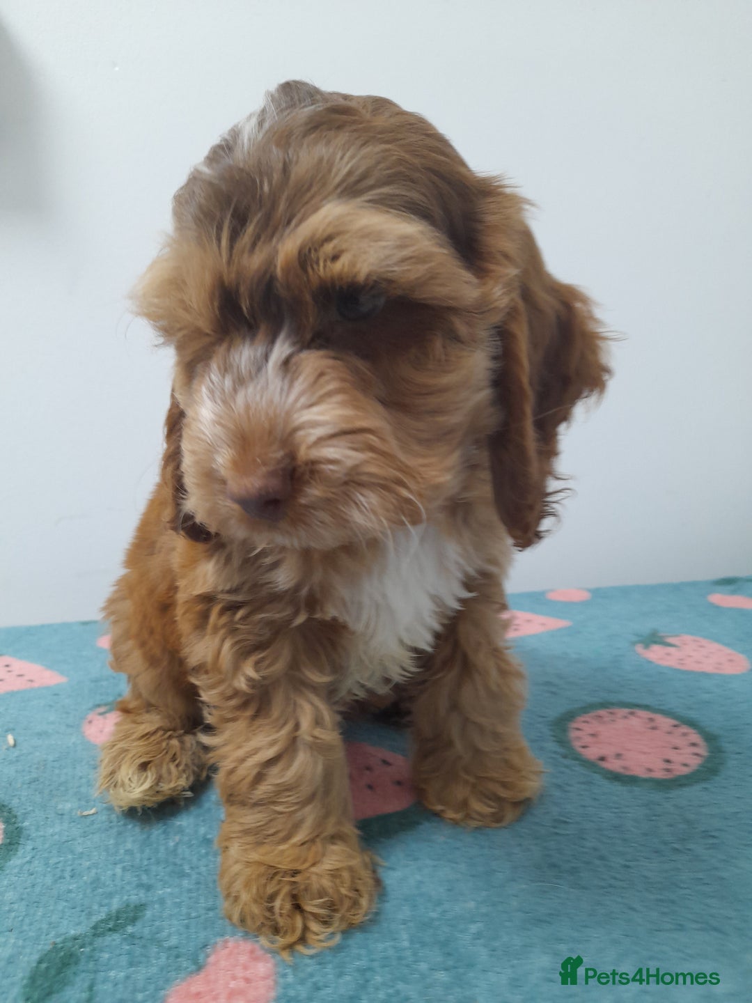 Cockapoo dogs for sale: Beautiful cockapoo puppies ready now - Advert 30