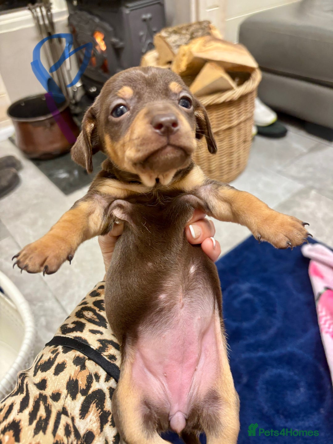 Chiweenie dogs for sale: CHIWEENIE PUPS READY 10TH NOVEMBER  - Image 18