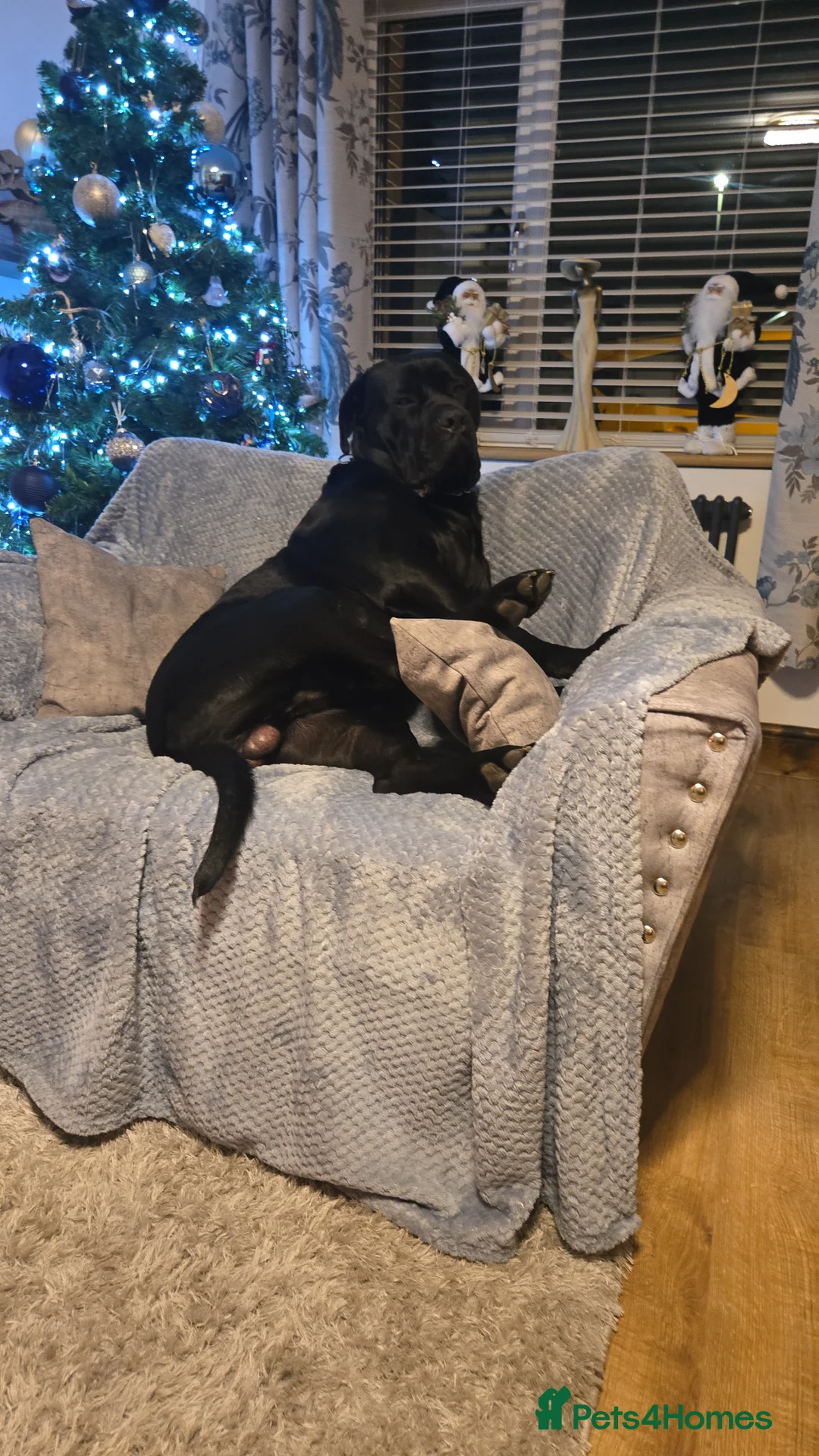 Cane Corso dogs for sale: Beautiful Cane Corso - Advert 2