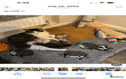 Maine Coon cats for sale: Maine coon kittens POLYDACTYL FEMALES  - Image 4