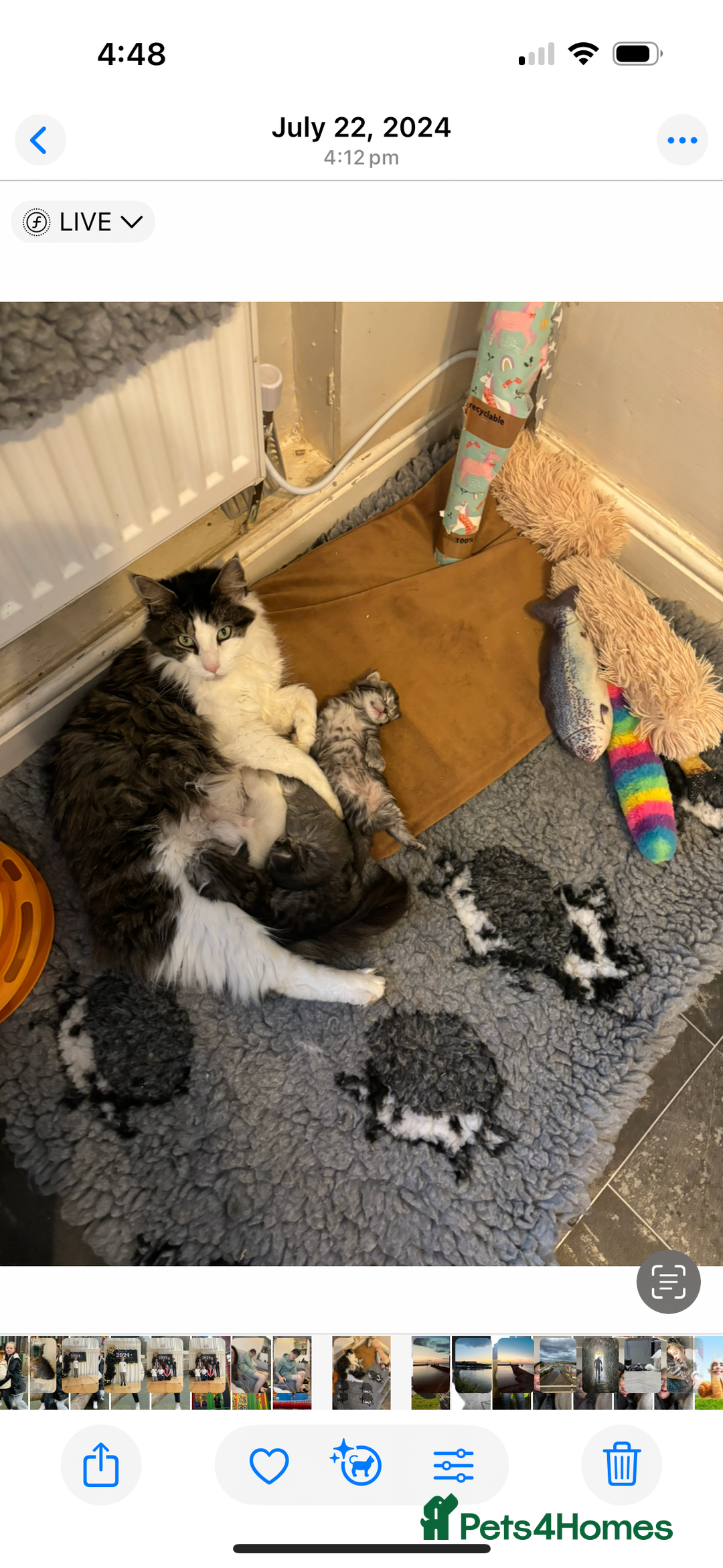 Maine Coon cats for sale: Maine coon kittens POLYDACTYL FEMALES  - Image 4