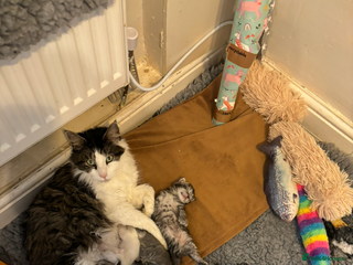 Maine Coon cats - Advert 10