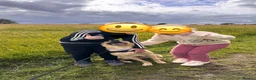 Goldador dogs for sale: Sweet goldador  in Stoke-on-Trent - Advert 4