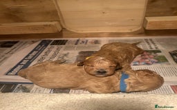 Cavapoo dogs for sale: Cavapoo Puppies for Sale - Image 29