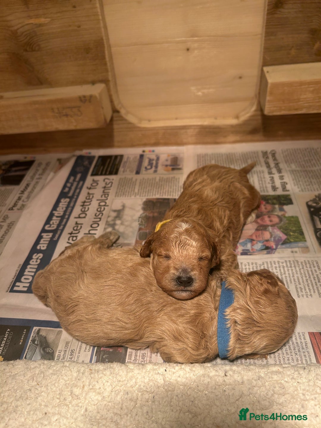 Cavapoo dogs for sale: Cavapoo Puppies for Sale - Image 29