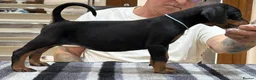 Dobermann dogs for sale: Top Quality Dobermann Puppies Available - Advert 16