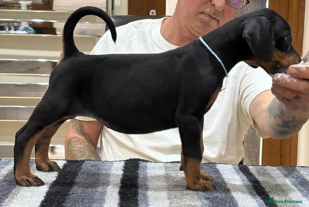 Dobermann dogs for sale: Top Quality Dobermann Puppies Available - Advert 16
