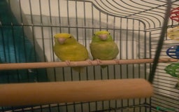 Parakeets birds for sale: Celestial parakeets  - Image 10