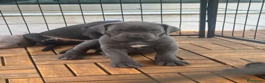 Mixed Breed Puppy 9