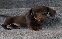 Miniature Dachshund dogs for sale: 🩷1 PETITE BABY LEFT💜READY TODAY HAD BOTH JABS 🩷 in Chorley - Image 15