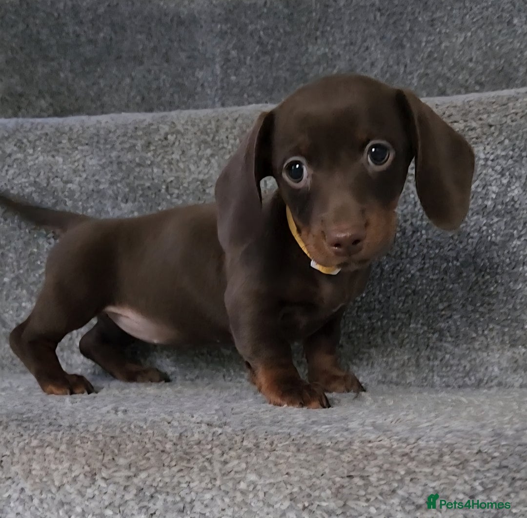 Miniature Dachshund dogs for sale: 🩷1 PETITE BABY LEFT💜READY TODAY HAD BOTH JABS 🩷 in Chorley - Image 15