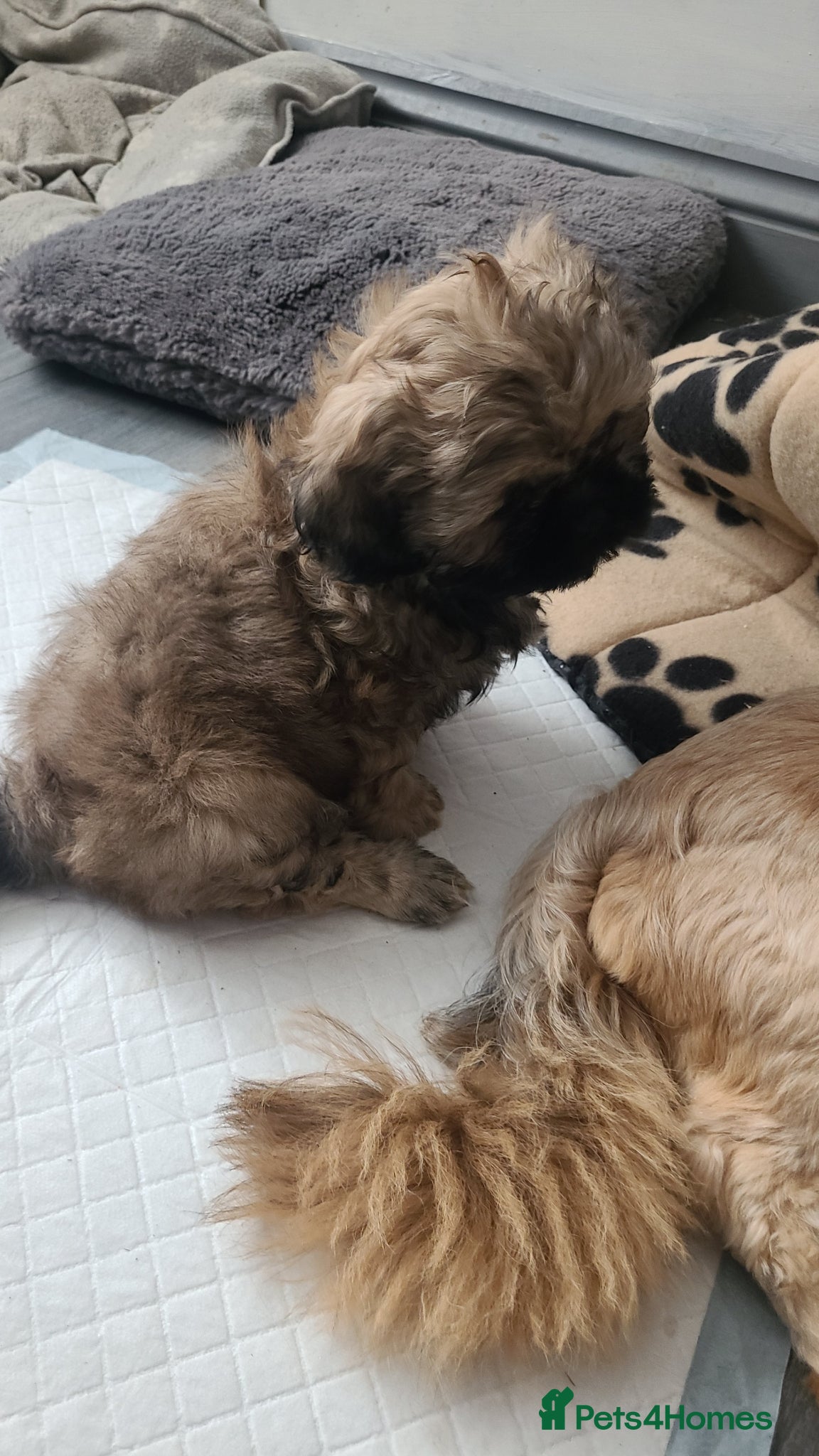 Shih Tzu dogs for sale: 2 beautiful boys ready for New home from Wednesday - Advert 10