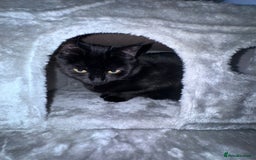 Domestic Shorthair cats for sale: Black Cat and A Torte Siamese RagDoll cat Female  - Advert 1