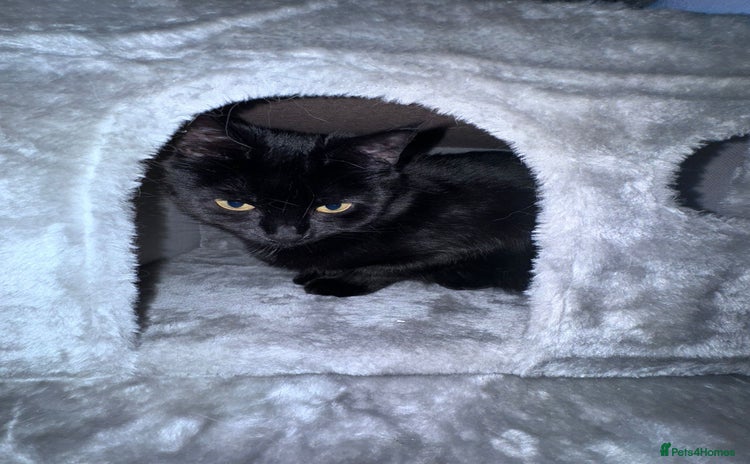 Domestic Shorthair cats Black Cat and A Torte Siamese RagDoll cat Female  - Advert 1