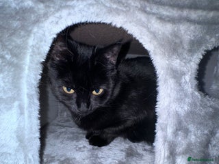 Domestic Shorthair cats for sale: Black Cat and A Torte Siamese RagDoll cat Female - Advert 1