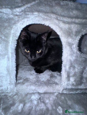 Domestic Shorthair cats Black Cat and A Torte Siamese RagDoll cat Female - Advert 1