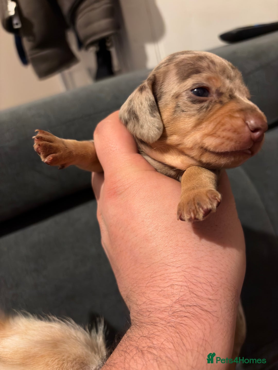 Miniature Dachshund dogs for sale: 🐾 Miniature Dachshund Puppies KC Registered  - Advert 21