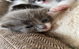 Mixed Breed cats for sale: beautiful kittens - Image 31