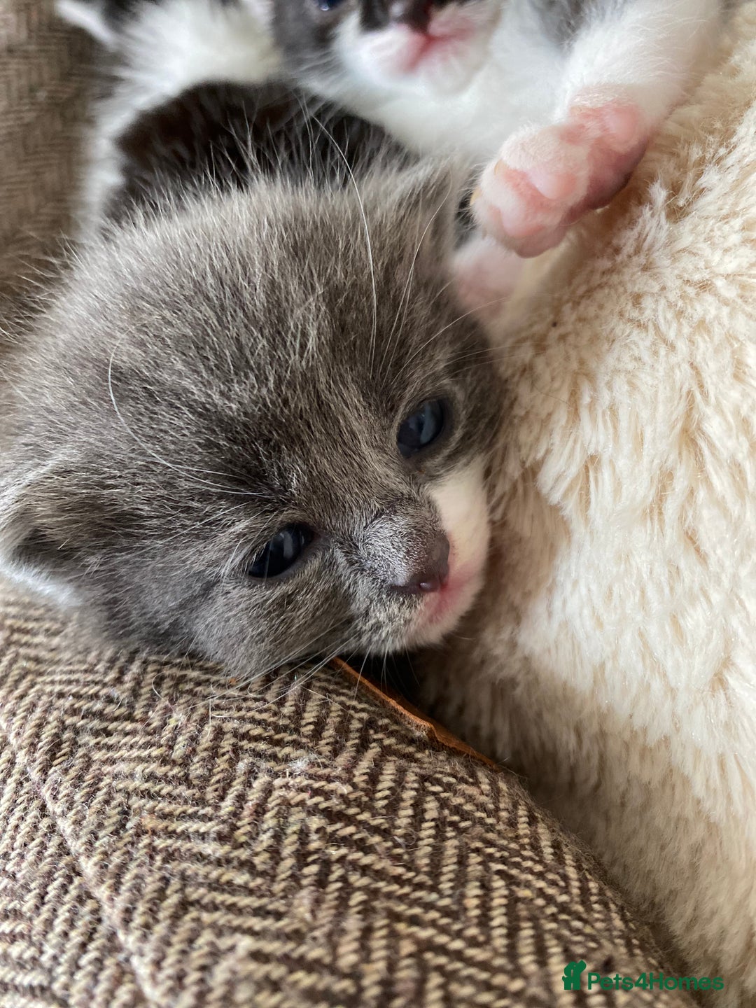 Mixed Breed cats for sale: beautiful kittens - Image 31