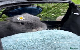 Netherland Dwarf rabbits for sale: 2yo NetherlandDwarf Boy Perrito Needs a lovin Home - Image 1