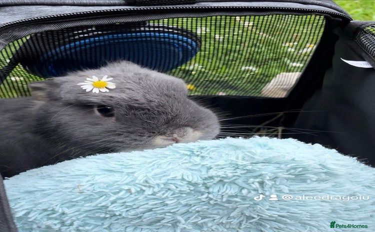Netherland Dwarf rabbits - Advert 3