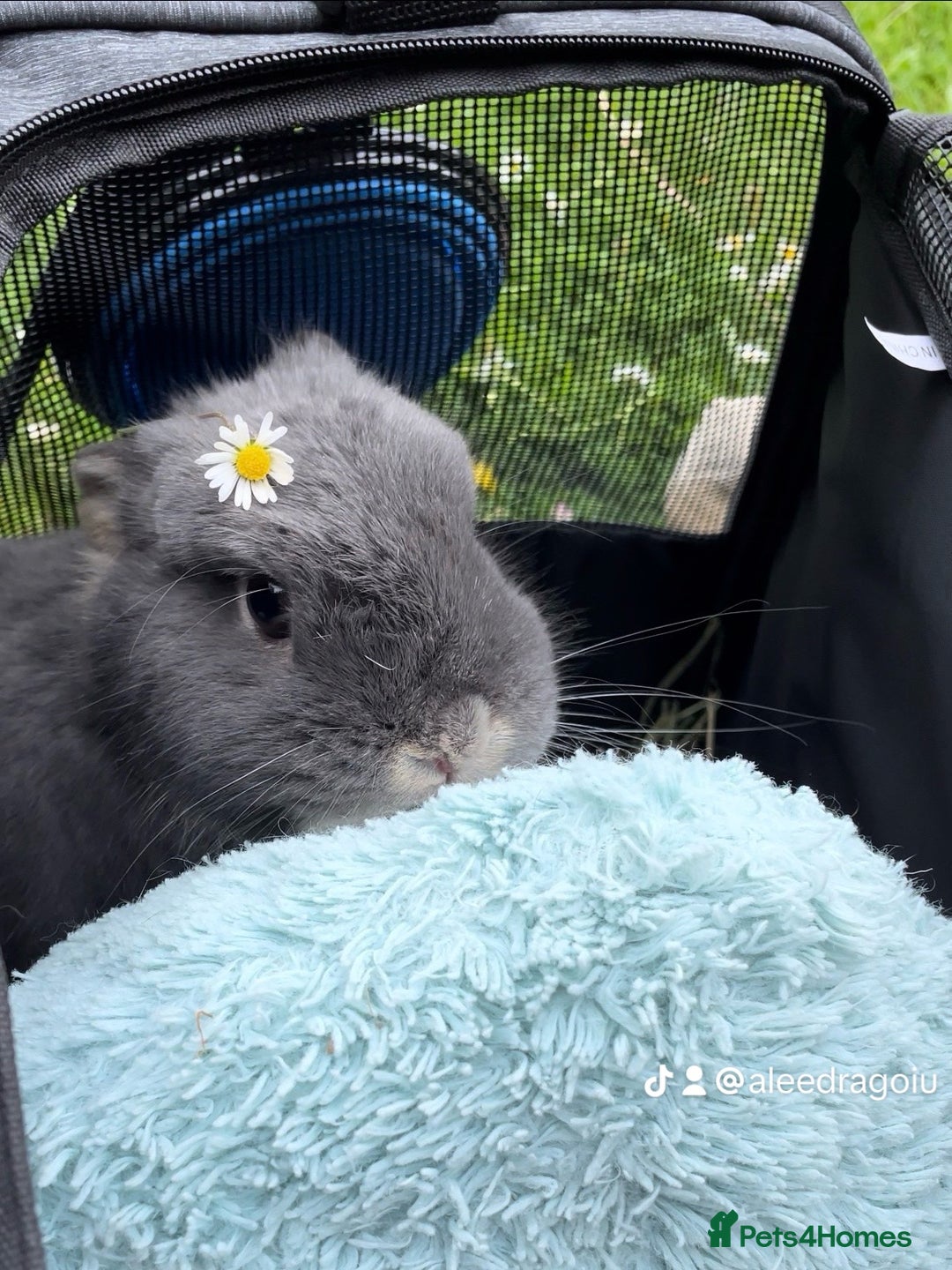 Netherland Dwarf rabbits for sale: 2yo NetherlandDwarf Boy Perrito Needs a lovin Home - Image 1