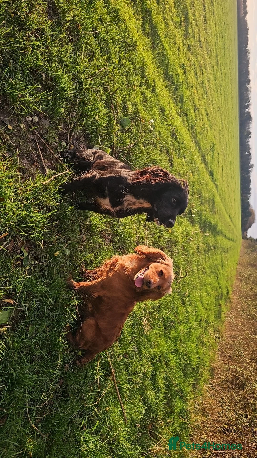 Sprocker dogs for sale: 9 week old Sprocker puppies - Advert 5