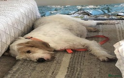 Mixed Breed dogs for adoption: Rufus - lovely Grand Griffon Vendeen for adoption - Image 7