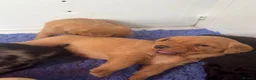 Labradoodle dogs for sale: Miniature labradoodles  - Advert 17